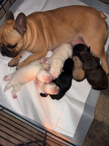 6 beautiful Frug Puppies