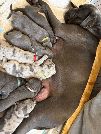 7 cane corso puppies for sale