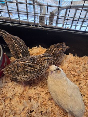 Point-of-Lay Coturnix Quail for Sale in Bridgwater, Somerset