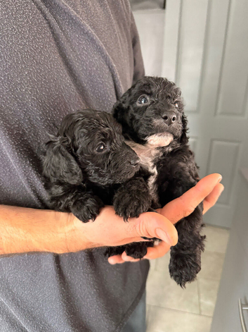 Cockapoo 2 girls left one all black one with white on chest