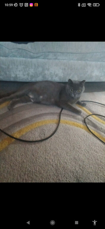 British Short haired kittens- Blue/ Lilac