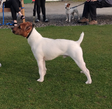 Jack Russell terrier for stud
