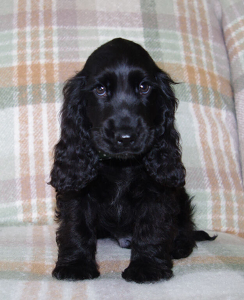 KC Show Cocker Spaniel