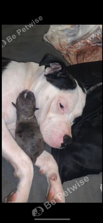 Staff x bully payment plan welcome