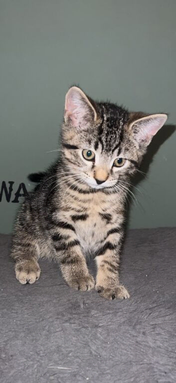 Kittens for sale