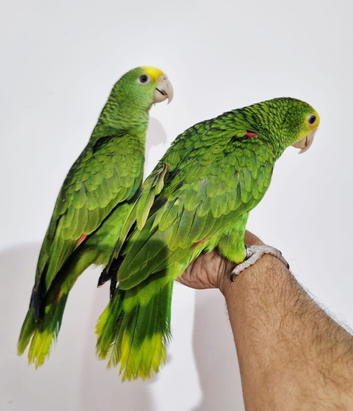 Gorgeous baby double yellow headed amazon