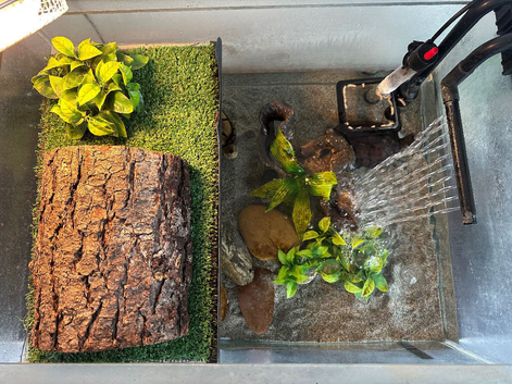 2 Red Back Mud Turtles with tank filters feed etc for sale