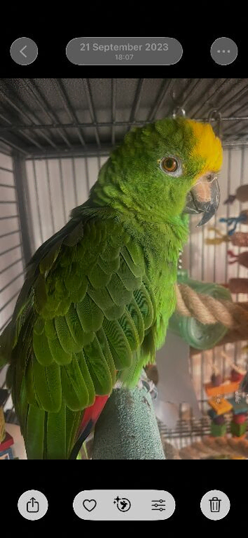 Amazon parrot