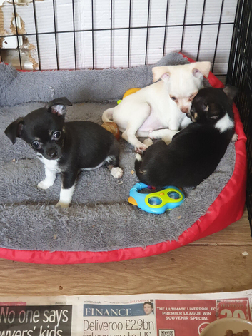 I have 3 chihuahua puppies ready to go Lincolnshire