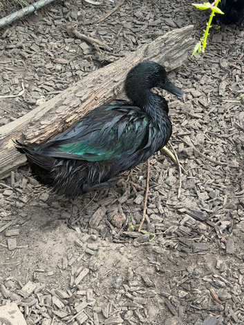 Cayuga drake