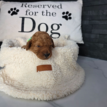 Adorable f2 cockapoo puppies