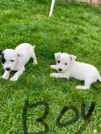 Jack Russell