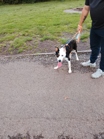 7 month old collie puppy