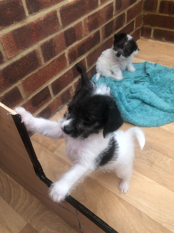 1 jackapoo/chipoo puppy