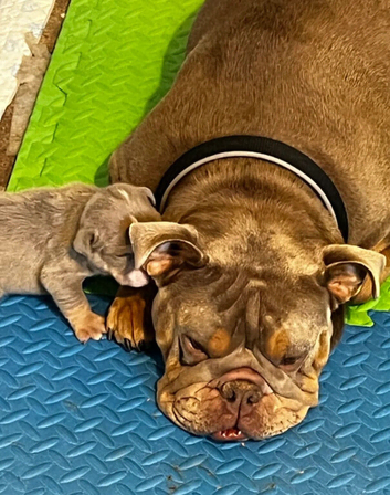 English Bulldog boy