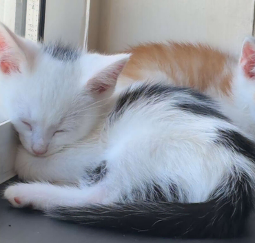 Boy kittens for sale