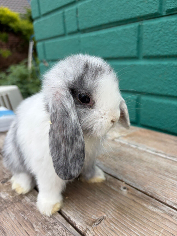 Beautiful mini lops