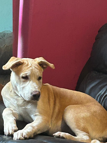 Puppy corso  terrier mix