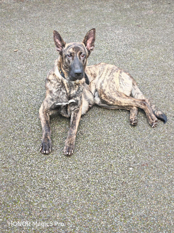 Females dogs for sale, 2x bullherders 1 Dutch harder and 1 Pressa