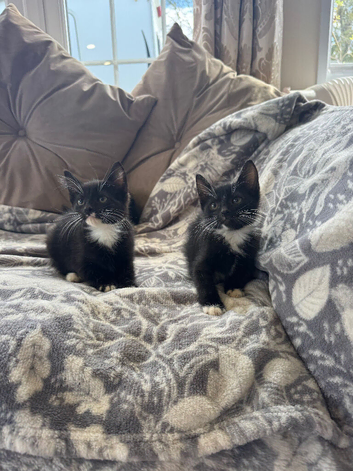 Black and white kittens
