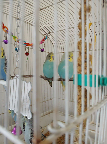 Beautiful baby budgies