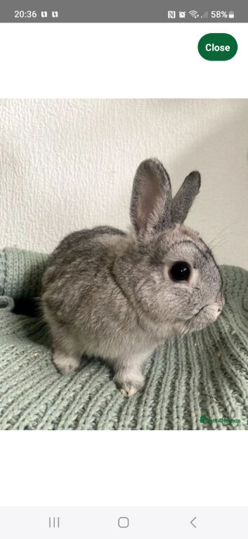 Chinchilla Netherlands dwarf girl