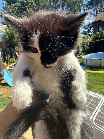 Kittens