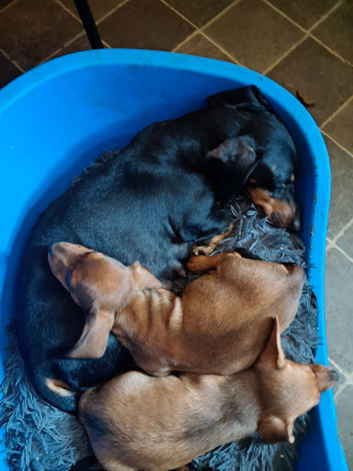 Jackhound Puppies