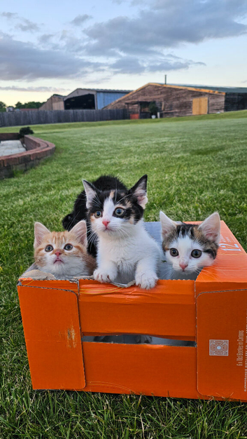 5 Gorgeous Kittens for Sale