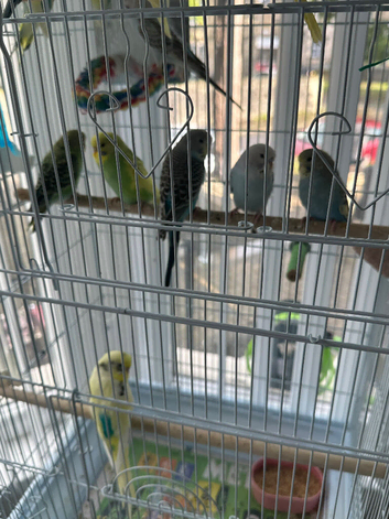 Budgies albinos litino handtame breeding pairs etc