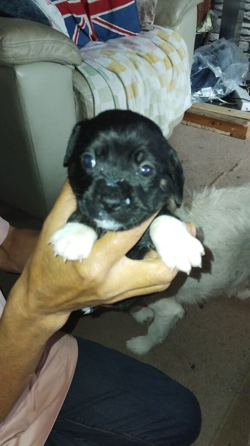 2 cockapoo x staffyjack puppys