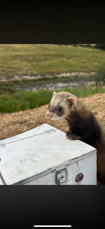 Ferrets for sale
