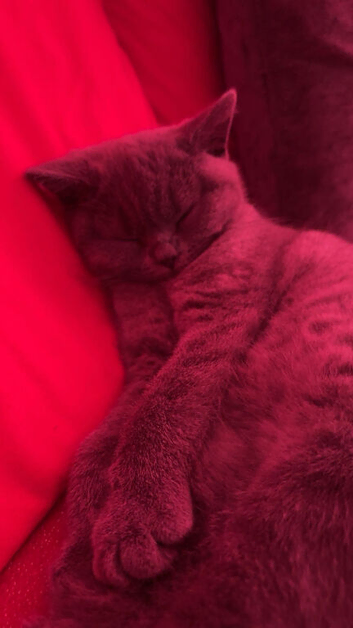 Cat looking for a home!