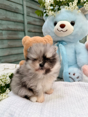 Pomeranian puppy&rsquo;s 2 boys