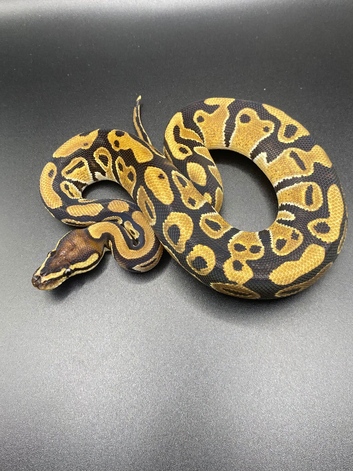 Male Yellowbelly het clown het pied ball python