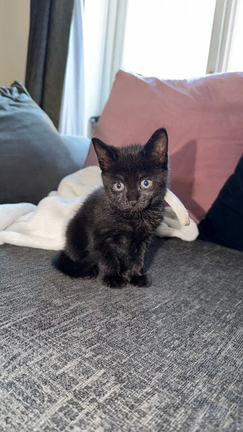 Lovely Black Male Kitten