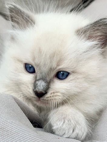 Ragdoll Kittens READY next week