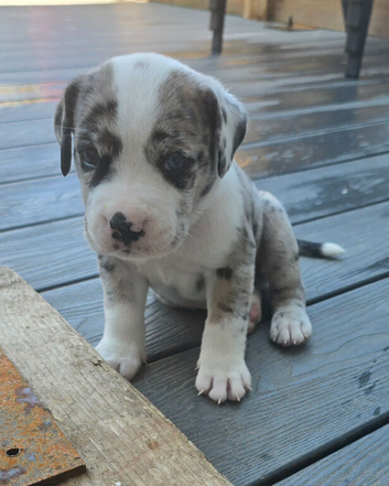 Border collie cane corso hybrid pups