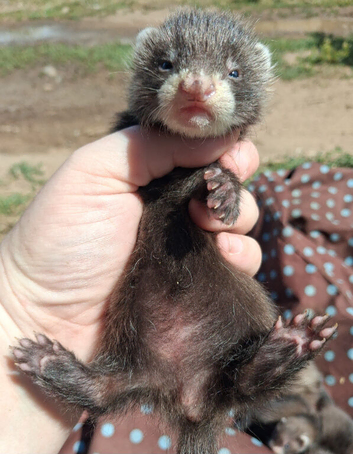 Full angora jill ferret