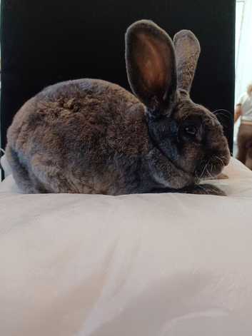 Beautiful grey mini rex doe trixie
