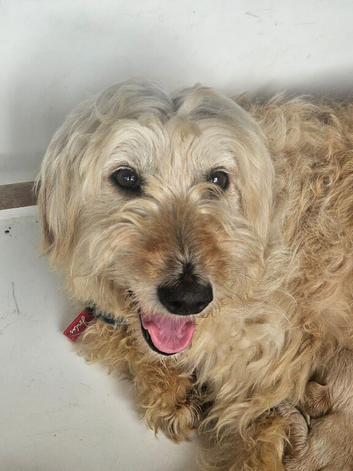 Stunning Goldendoodle bitch three years old