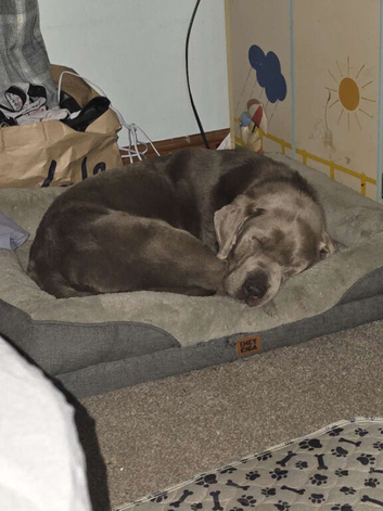 Blue labrador dog