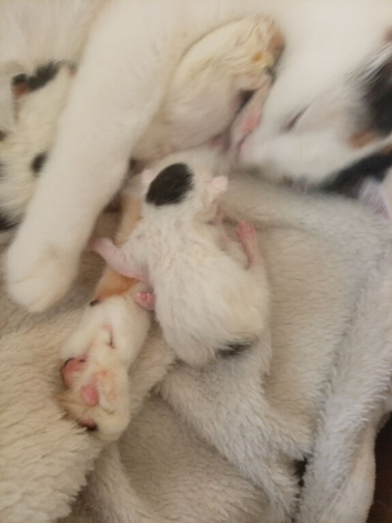 Beautiful newborn kittens ready in several weeks