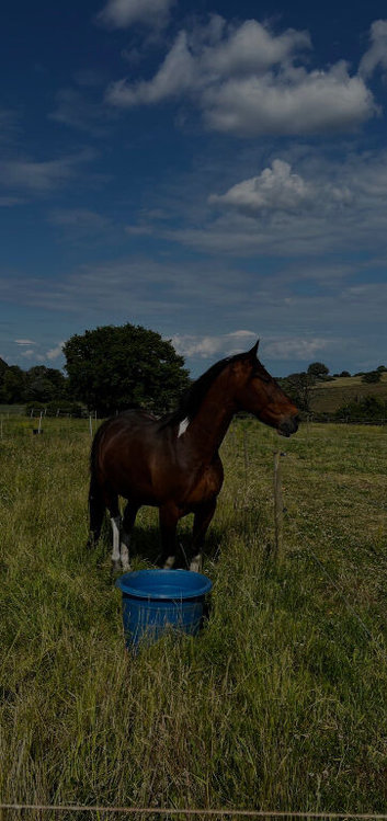 Standardbred 9 yr old &lsquo;bowers ragnor&rsquo; for sale
