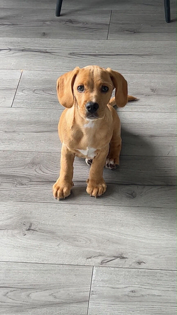 Dachshund puppy Lenny