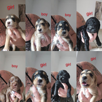 Mixed breed puppies for sale