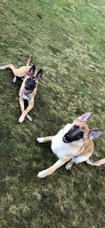Belgian Malinois puppy&rsquo;s looking for forever homes
