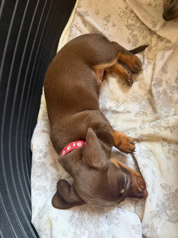Last Remaining Chocolate Miniature Dachshund Puppy