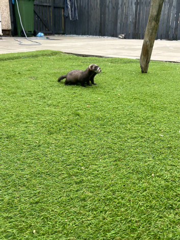 Male ferret 8 weeks ready to go now