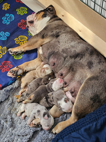 Old english bulldogs